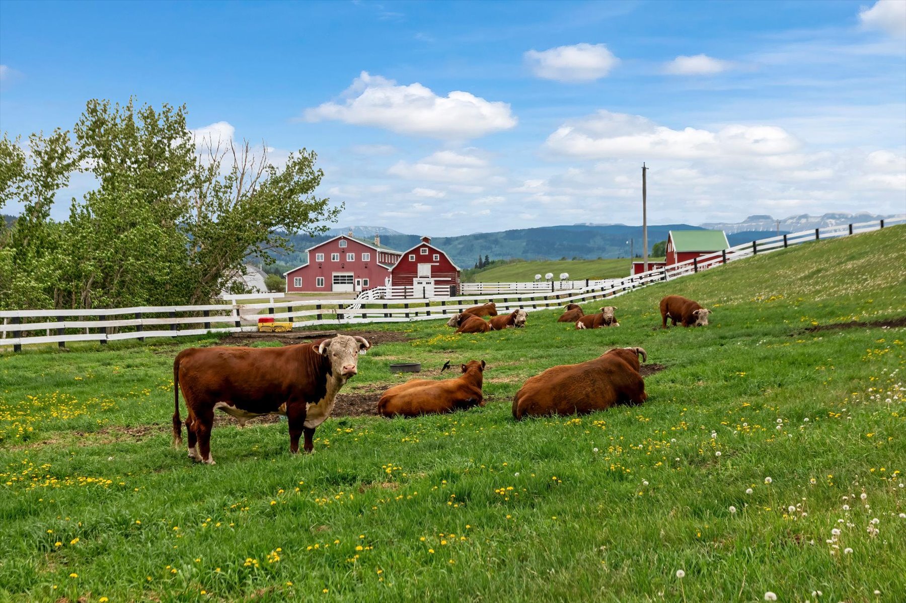 Hereford herd grazing near the homestead
