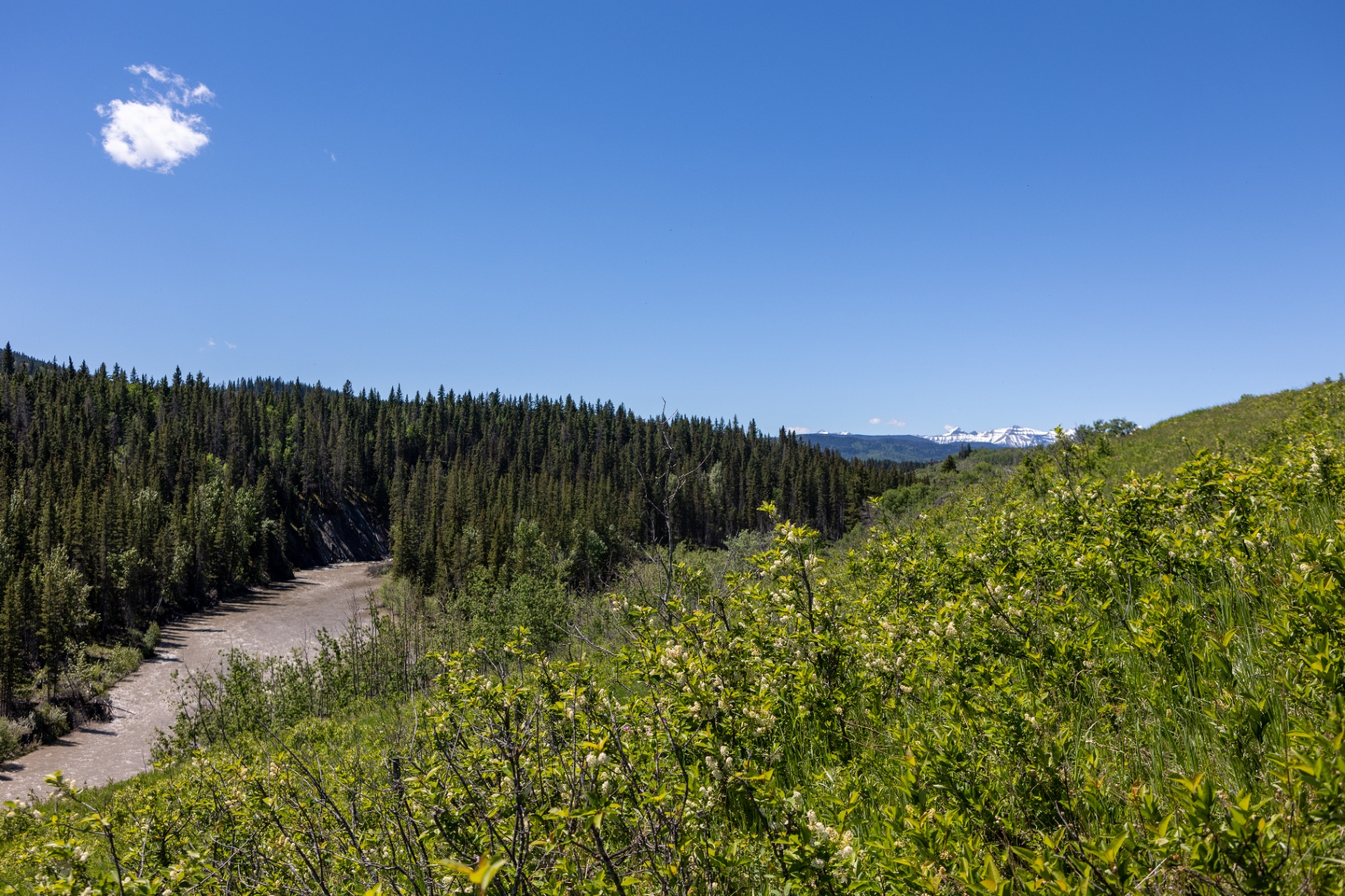 The Sheep River winding through a forested valley with the Rockies in the distance