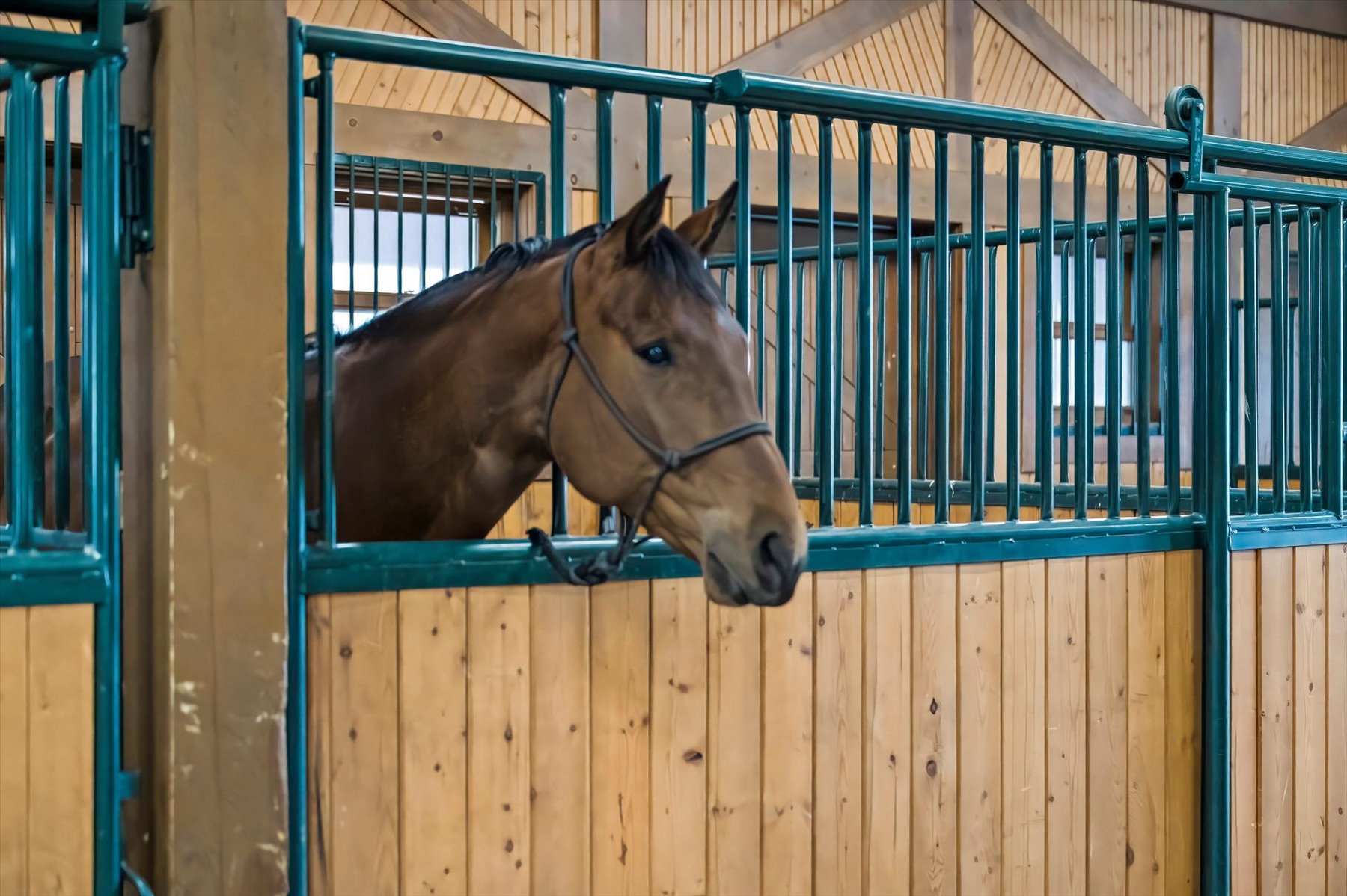 Bay quarter horse looking out of a green-grille box stall