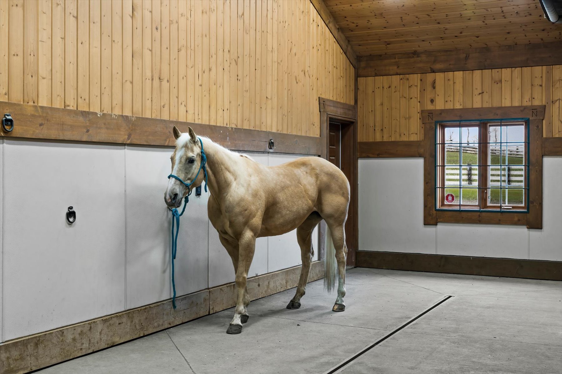 Palomino quarter horse in the timber-frame wash and tie bay