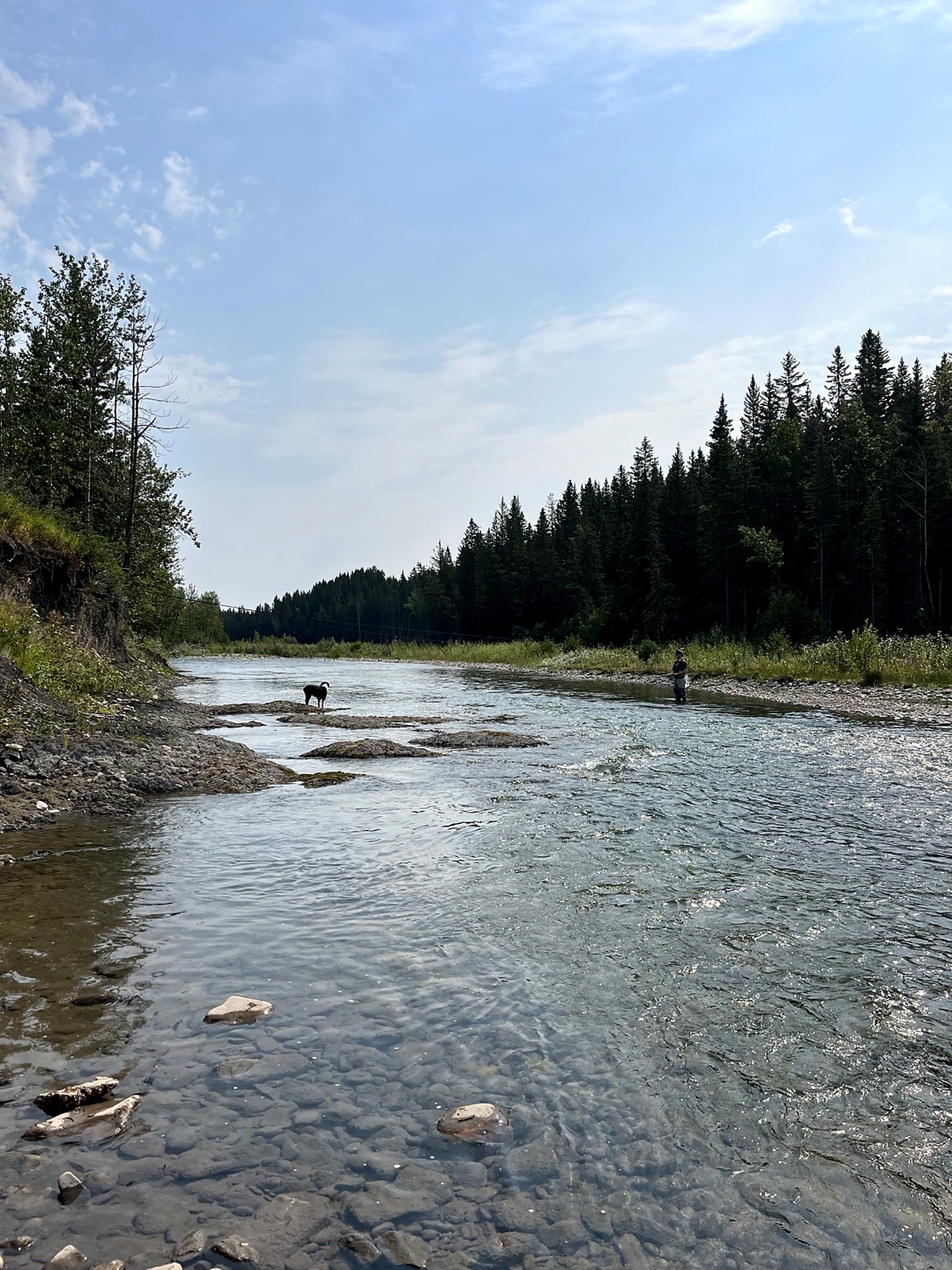 Fly fisherman and dog on the Sheep River with forested banks