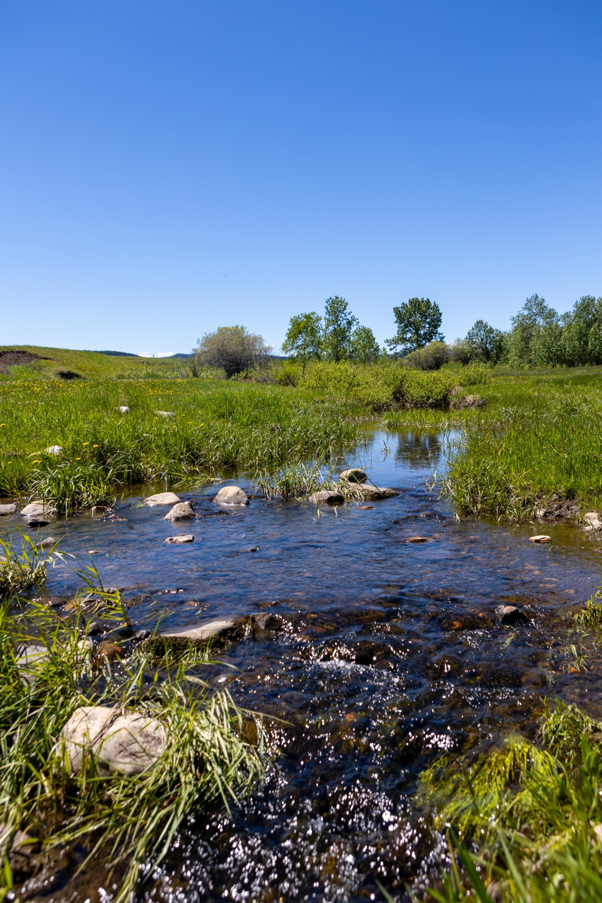 Clear Lineham Creek running over stones through green meadow
