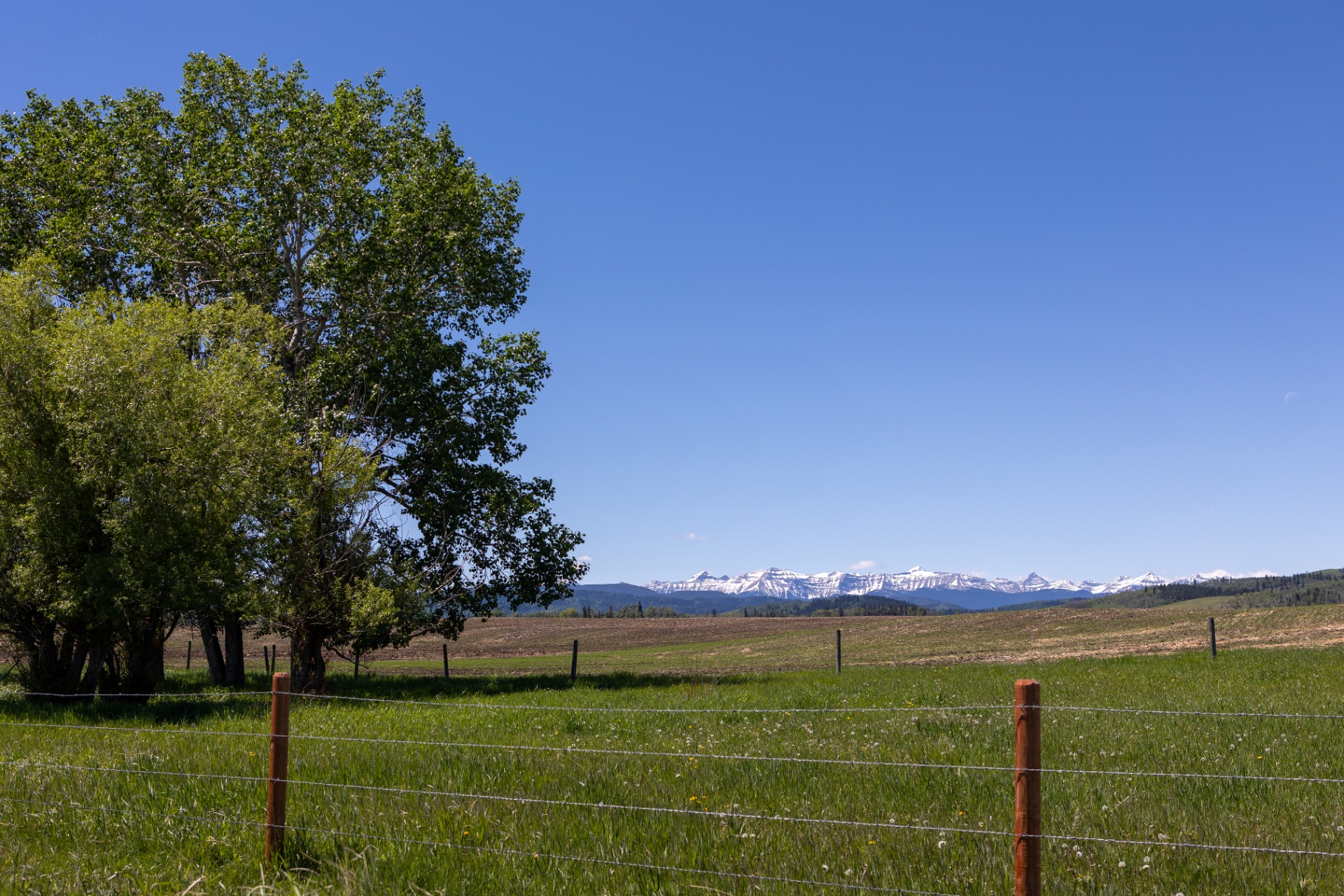 Mature cottonwood beside pasture fence line with Rockies on the horizon