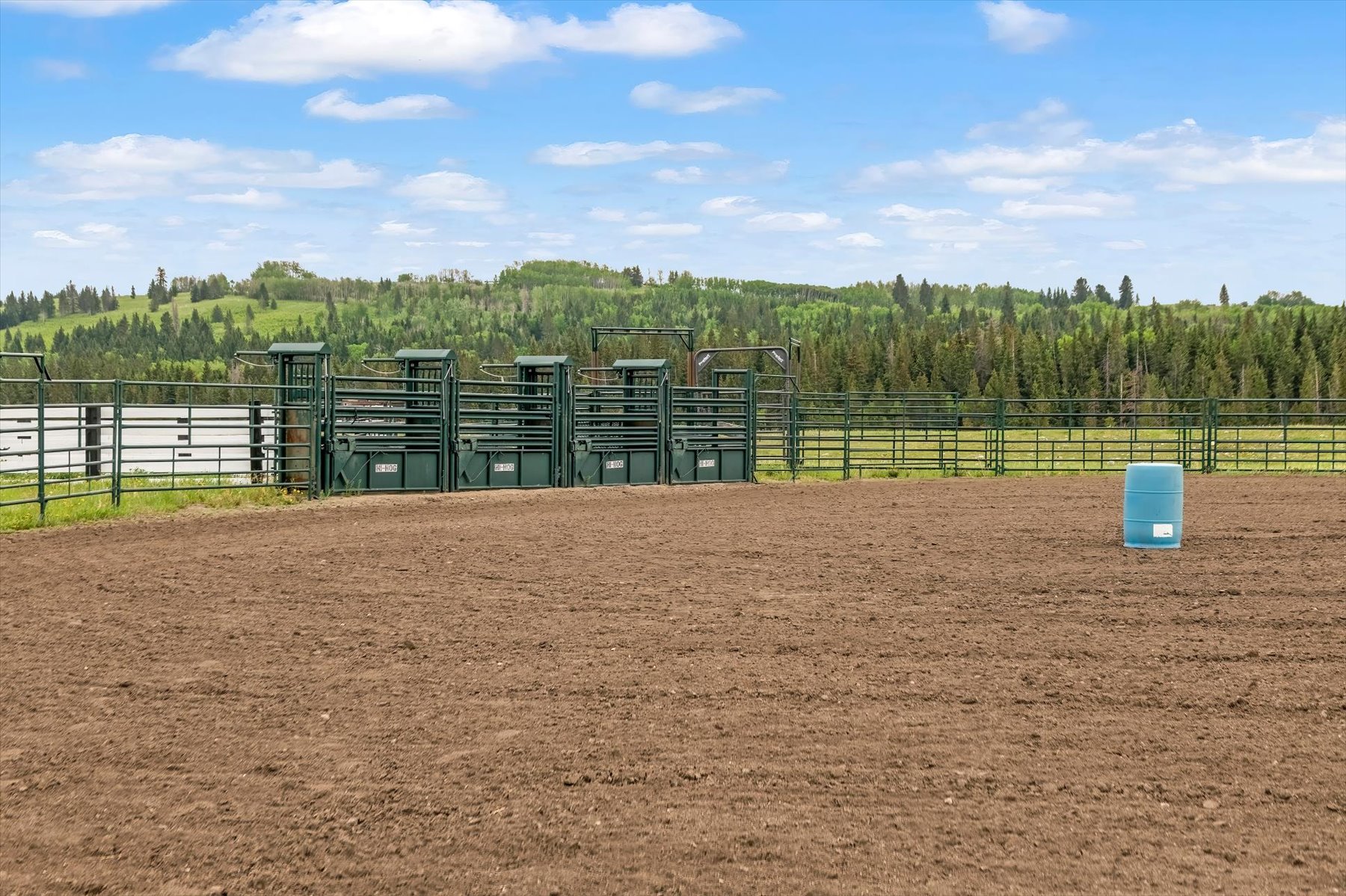 Hi-Hog bucking chutes and roping chute backed by spruce forest
